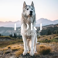 Loki the Wolfdog