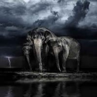 The Ghost Elephant