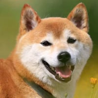 The Shiba Inu Fund logo