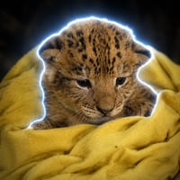 Saber-Toothed Tiger logo