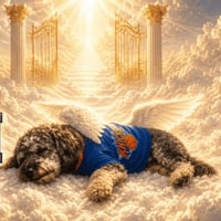 Justice For Jameson The Doodle