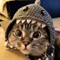 Shark Cat