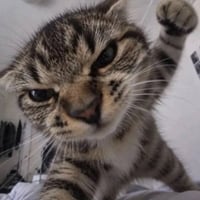 PUNCHCAT