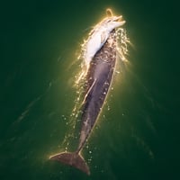 The Grieving Dolphin