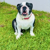 Dog Saved By Grok