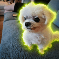 The Reddit Dog