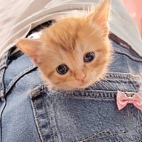 Pocket Pussy