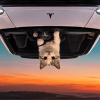 UpSide Down Cat