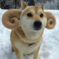 doge ram