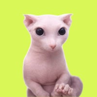 Bingus