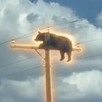 Bear On Pole