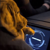 Tesla Puppytaxi