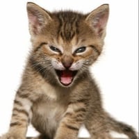 The Roaring Kitty