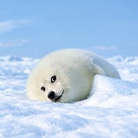 seal doge