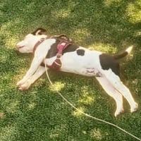Copydog
