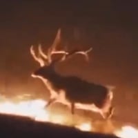 The Indomitable Deer