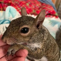 Pip The Baby Squirrel 