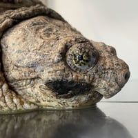 TURTLES logo