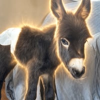 HeeHaw the Donkey