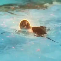 阿零