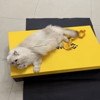 小咪