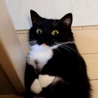 Unicat