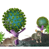 Hantavirus