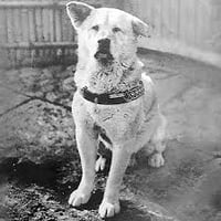 The most loyal dog Hachiko
