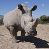 SUDAN