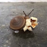 popsnail
