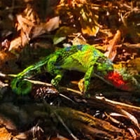 CHAMELEON logo