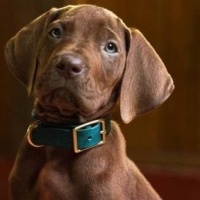 Scooby Doo