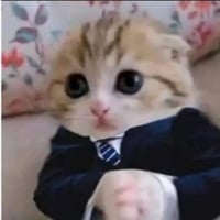 Chief Executive Cat