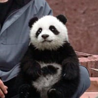 BAO