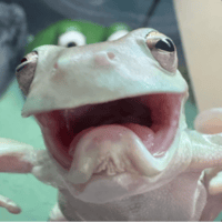 The Frog of Pain and Suffering