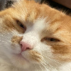 TOFCAT