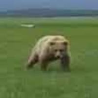 The Mercy Of The Bear