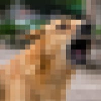 bark