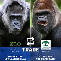 The Gorilla Trade