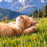 HOPECAT logo