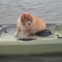 dog in canoe