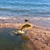 FISH logo