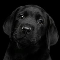 The Black Dog