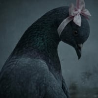 The Depressed Pigeon