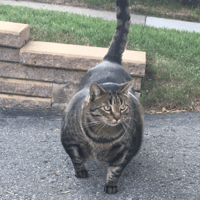 MUSCLE