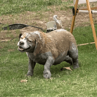 HippoPigDog