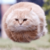 low float cat