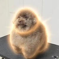 scoobert