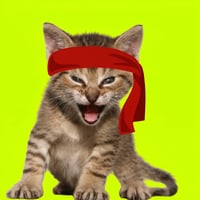 The Roaring Kitty