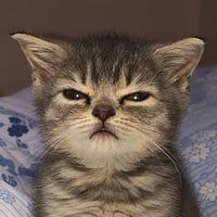 angrykitten